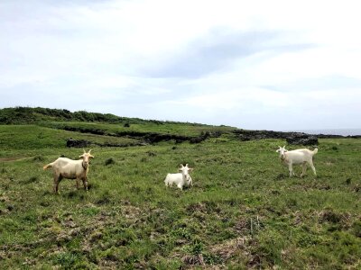 Agriculture animal cattle