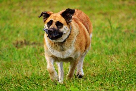 Animal pet cute