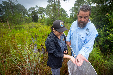 Biologists net a Panama City crayfish-1