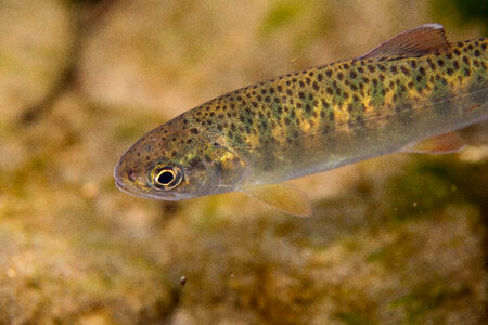 Juvenile Rainbow trout-1 photo