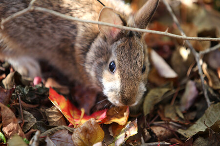 New England Cottontail-1 photo