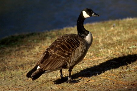 Canada goose 