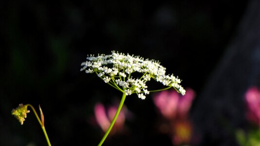 Umbel white plant