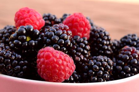 Beautiful Photo berry blackberry