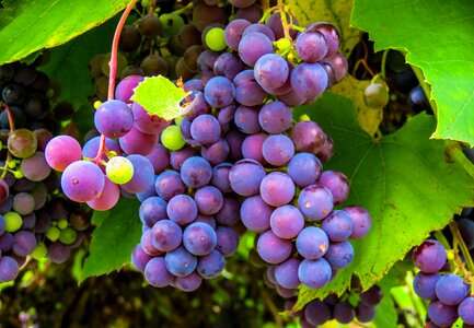 Vine fruit winegrowing photo