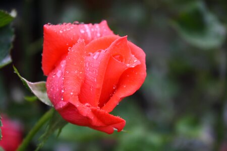 Rose rain drip photo