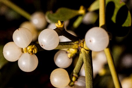 Branch plant green