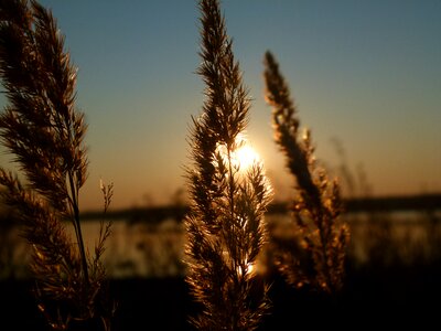 Reed backlight sky