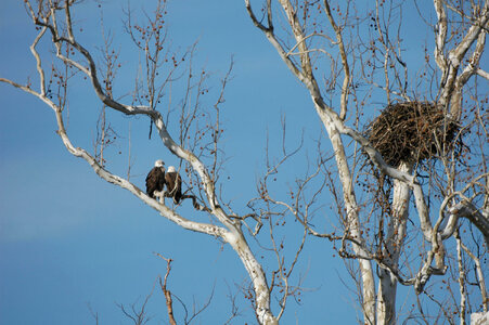Bald eagles at NCTC