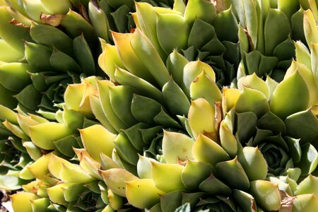 Evergreen flora green leaves