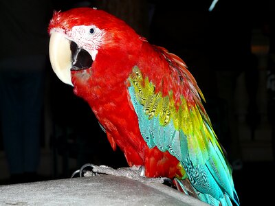 Colorful plumage feather
