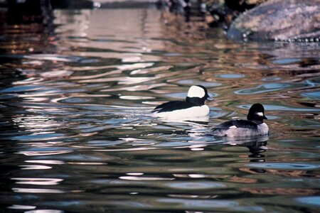 Aquatic Bird bird Bucephala albeola photo