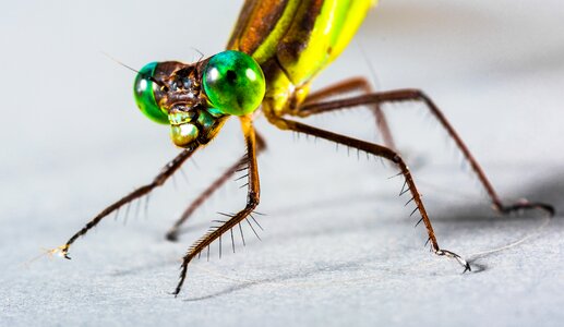 Insect close up eye photo