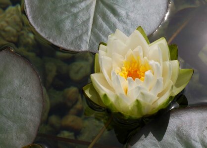 Aquatic beautiful flowers biology