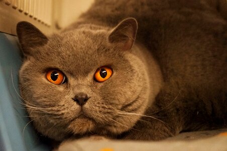 Cat orange gray photo