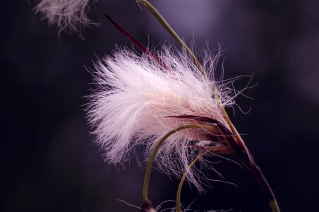 Soft nature beige