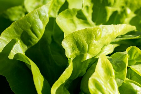 Agriculture calorie delicious