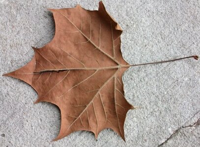 Dead leaf photo