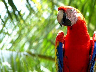 Parrot red tropical