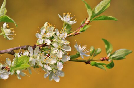 Plum tree plum tree flowers spring photo