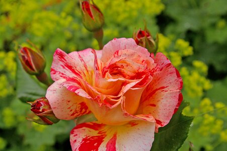 Multi coloured blossom bloom photo