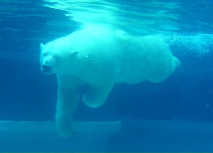 Water diver white
