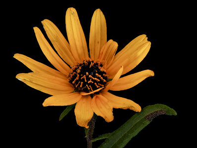 Helianthus angustifolius Linnaeus, Swamp Sunflower photo