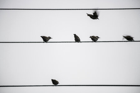 Some birds taking off from a wire photo