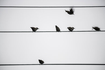 Some birds taking off from a wire