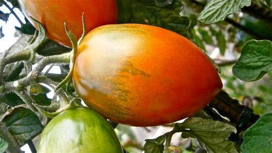 Vegetable nature vegetables