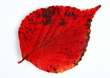 Autumn leaf photo