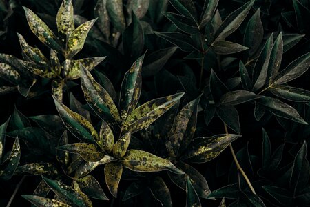 4 Black green leaves