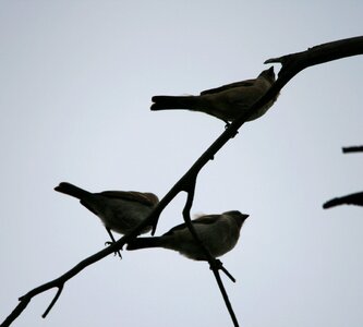 Branch sky fly photo