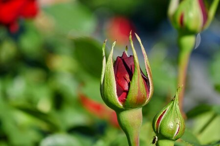 Red roses flower