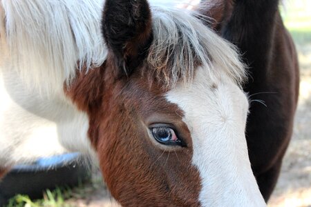 Foal blaze stallion photo