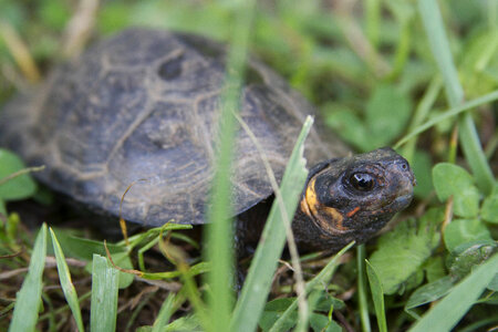 Bog turtle-1 photo