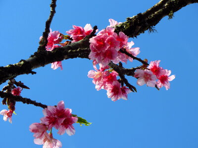 Cherry blossom with blue sky photo