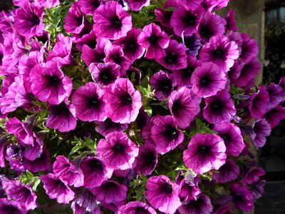 Purple floral summer