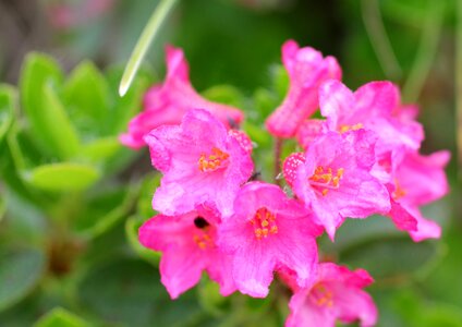 Blossom bloom pink photo