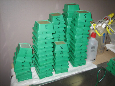 Artemia boxes used to clean and separate mussels from sediment substrate