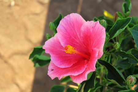 Pink Hibiscus photo