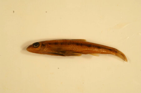 Erimystax dissimilis-3