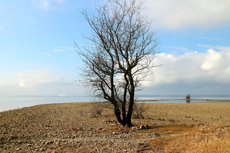 Tree bush dry