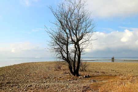 Tree bush dry photo