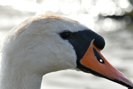 Beak feather head