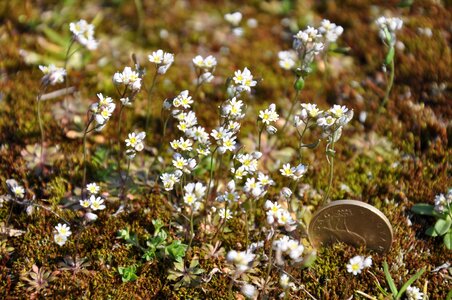 Moss flower nature