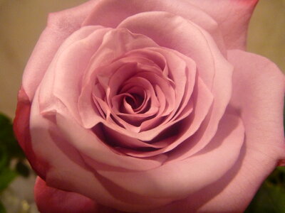 Beautiful Rose Flower 2 photo