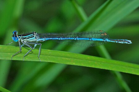 Close up blue dragonfly nature photo