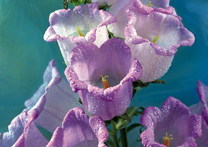 Studio Shot of Lilac Colored Colhicum Flowers photo