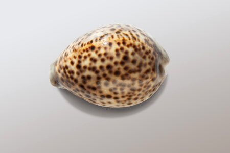 Porcelain cypraea nebrites snail photo